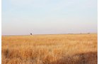 Property photo 41 - Kansas Land Auction - 960 Acres - 7 Farms in 3 Counties